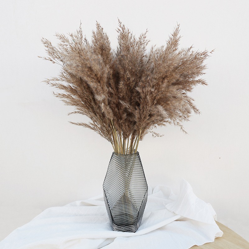 10個入り カラフルな天然葦 パンパスグラス ドライフラワー - Pampas Grass Decor のレビューと価格