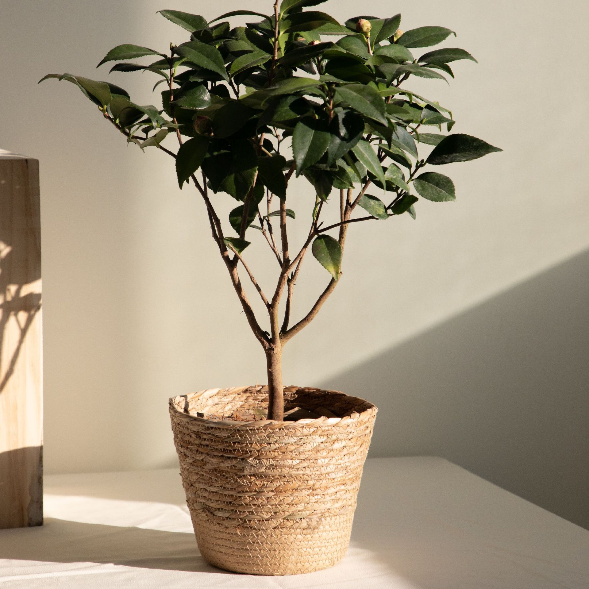多目的織物収納バスケット、素朴な装飾的な花植木鉢（ギフト用） - Rattan Plant Basket のレビューと価格